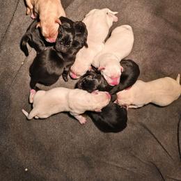 Yellow Male 2 - Yellow male Labrador Retriever puppy in Conway, Missouri from Patton's Triple Pine Farm