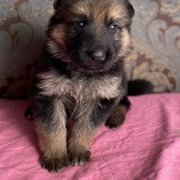 Fuchsia collar girl - Black and red female German Shepherd puppy in Coleta, Illinois from Four Leaf Farm- Vom Vierblättriges Bauernhof