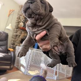 Chinese Shar-Pei Puppies from Morgan's Chinese Shar-Pei