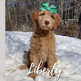 Liberty - Goldendoodle puppy in Conway, New Hampshire from Arbor Grace Doodles