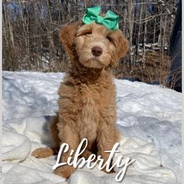 Liberty - Goldendoodle puppy in Conway, New Hampshire from Arbor Grace Doodles