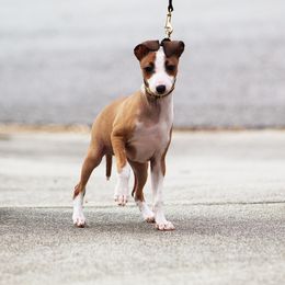 Italian Greyhound Puppies from Macabre Italian Greyhounds