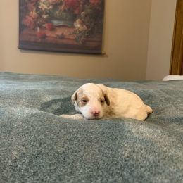 Blue collar - Cream Goldendoodle puppy in Bellbrook, Ohio from Mini-Doodle Manor