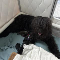 Boy 2 - male Barbet puppy in Sarasota, Florida from Ethelred Barbet