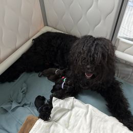 Boy 2 - male Barbet puppy in Sarasota, Florida from Ethelred Barbet