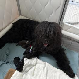 Boy 2 - male Barbet puppy in Sarasota, Florida from Ethelred Barbet