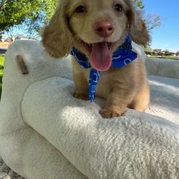 Heatwave - Red male Dachshund puppy in Ontario, Oregon from Get A Long Little Doggie