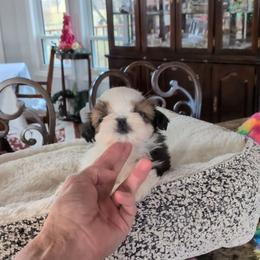 Tiny Glamour - Red and white female Shih Tzu puppy in Pleasant Hill, Missouri from Misty Dajavue Shih-Tzu