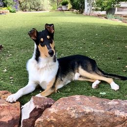 Collies from Tamiami collies