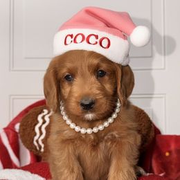 Coco - Red female Labradoodle puppy in Beecher, Illinois from Erica’s Doodles