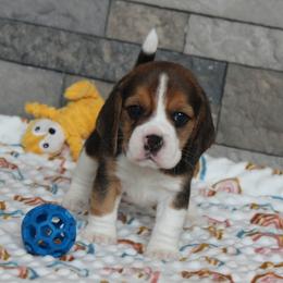 Elm - Black tan and white female Beagle puppy in Morrill, Kansas from Kelle Beagles