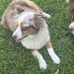 Penelope - Miniature Australian Shepherd