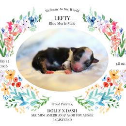 Lefty- BMM3 - Blue merle male Toy Australian Shepherd puppy in Nacogdoches, Texas from TK Standard, Mini, & Toy Aussies