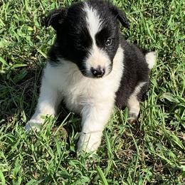 Border Collie and Miniature Australian Shepherd Puppies from RossVegas Kennels