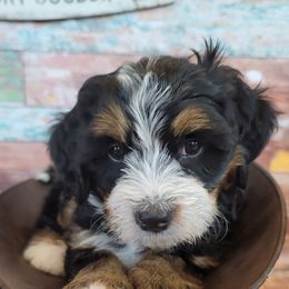 Bernedoodle Puppies from M2 Bernedoodles