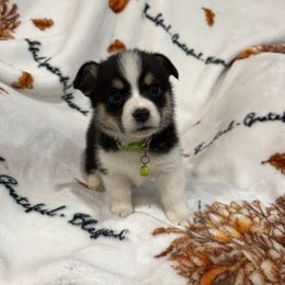 Archer - White and black male Pembroke Welsh Corgi puppy in Dugspur, Virginia from Camelot Corgis