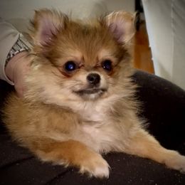 Girl 1 - female Companion Cross puppy in Milan, Indiana from Heartland Pomeranians and Chihuahuas
