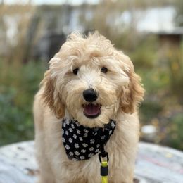 Grey Collar Boy - Apricot male Goldendoodle puppy in Bigfork, Minnesota from Timber Rock Doodles