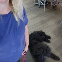 Havanese and Poodle All Grown Up from Curly Que Standard Poodles and Havanese