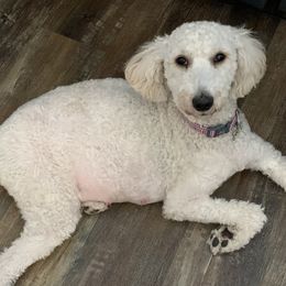 Penny - Goldendoodle