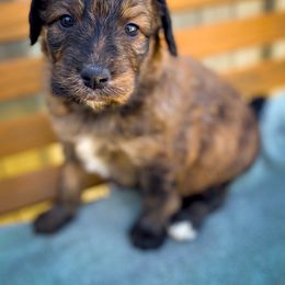 Bernedoodle and Siberian Husky Puppies from Timberline Paws