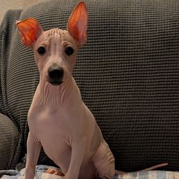 Rambutan - White, black sable red male American Hairless Terrier puppy in Phoenix, Arizona from Bare Valley