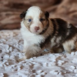 Australian Shepherd and Miniature Australian Shepherd Puppies from KSH Aussie Haven