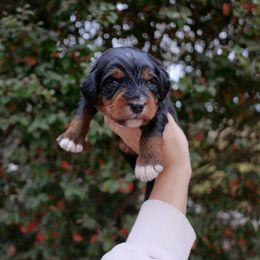 Bernedoodle Puppies from DoodlesFarmCo
