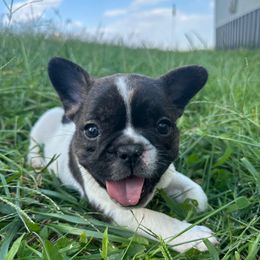 Snail - Brindle and white female French Bulldog puppy in Pembroke, Kentucky from Presidential Frechies