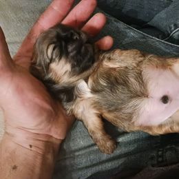 Shih Tzu Puppies from Peterson Shih Tzus