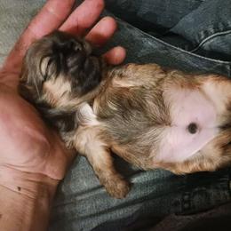 Shih Tzu Puppies from Peterson Shih Tzus