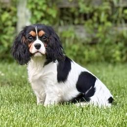 Champion-Sired Parfait - Tri-color female Cavalier King Charles Spaniel puppy in Louisville, Kentucky from Ali-Mae Cavalier King Charles Spaniels