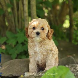 Yale - Red female Cockapoo puppy in Canastota, New York from Silver City Cockapoos