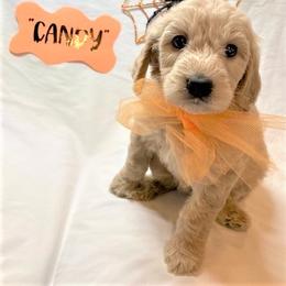 Goldendoodle Puppies from OnlyGoldendoodles