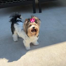 Maddylanes Rare Jewel - Black tan and white female Biewer Terrier puppy in Philipsburg, Pennsylvania from Happy Valley Biewer Terriers