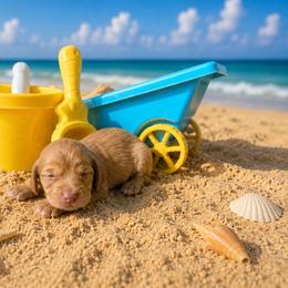Pauly - Red male Dachshund puppy in Harold, Kentucky from Taylors Tiny Tails