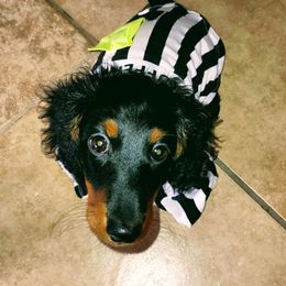 Dachshund Puppies from Weenie Wonders Hounds