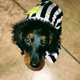 Dachshund Puppies from Weenie Wonders Hounds
