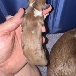 Puppy 2 - Dapple female Dachshund puppy in Copperas Cove, Texas from Creme de la Creme Dachshunds