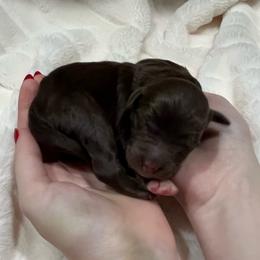 Fury - Red phantom male Aussiedoodle puppy in Springfield, Missouri from Aspen River Doodles