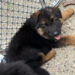 Girl 1 - Black and red female German Shepherd puppy in Fairdale, Kentucky from Kimberly's German Shepherds