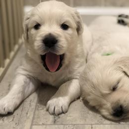 Golden Retriever, Poodle, and Shih Tzu Puppies from Shih Tzu Castle & Platinum Paws