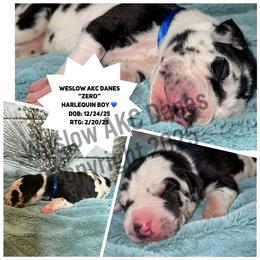 Zero - Harlequin male Great Dane puppy in Dundee, Michigan from Weslow AKC Danes