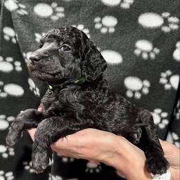 Green girl - Silver female Poodle puppy in East Wenatchee, Washington from Stylish Standards