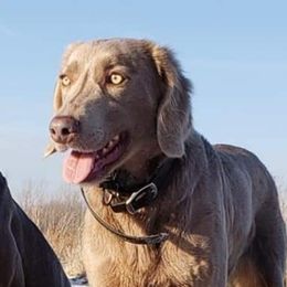 Magic - Weimaraner