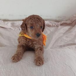 Desmond Majestic Embrace - Red  male Poodle puppy in Licking, Missouri from Majestic Embrace Poodles