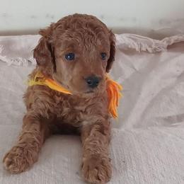 Desmond Majestic Embrace - Red  male Poodle puppy in Licking, Missouri from Majestic Embrace Poodles