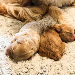 Pick #1 - Red  male Goldendoodle puppy in Merced, California from Old Lake Doodles