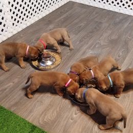 Bullmastiff Puppies from Faulkner Bullmastiffs