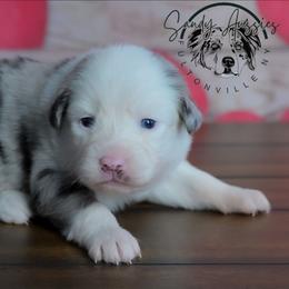 Faith - Blue merle female Australian Shepherd puppy in Fultonville, New York from Sandy Aussies & Pomeranians